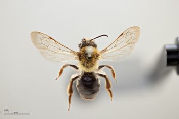 Media type: image;   Entomology 771249 Aspect: habitus dorsal view